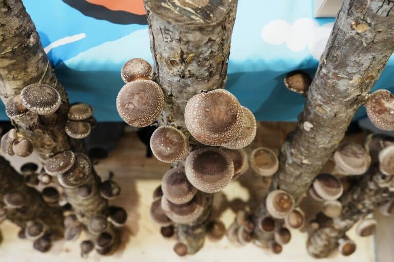 「いわて木づかいフェスタ」in イオンモール盛岡を開催しました